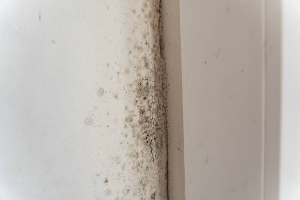 Manorhaven, NY Mold Removal Company