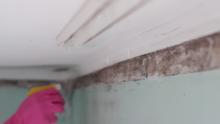 Best Attic Mold Removal  in Manorhaven, NY
